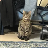 واگذاری گربه فوری|گربه|تهران, کیانشهر|دیوار