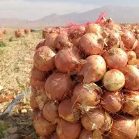 پیاز زرد فلات درجه ۱ جوین ۲۰ تن