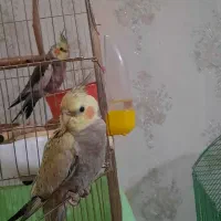 گمشده عروس هلند(مژدگانی یک ونیم داده میشه)