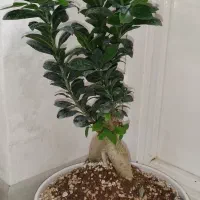 گل بنسای جیسینگ وشلفرا