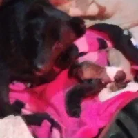 سگ پاکوتاه ماده خانگیو چهار عدد توله