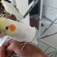 عروس هلندی لوتینو دستی فول