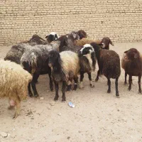 میش جفت 32 همه جوان آبستان سنگین