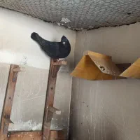 کبوتر دمبی طوقی وسیاه چش چنگ سفیدپالخت|پرنده|کازرون, |دیوار