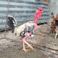 اعدد خروس گردن لخت