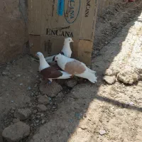 کبوتر|پرنده|مسجد سلیمان, |دیوار