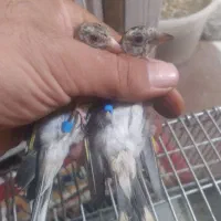 سهره بستان اباد|پرنده|تبریز, |دیوار