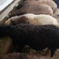 شیشک نر پرواری