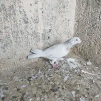 سرور نر خوشگل|پرنده|تربت جام, مسکن مهر|دیوار