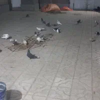 کبوتر پرشی .