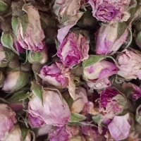 فروش گل محمدی