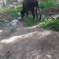 گاو|حیوانات مزرعه|یزد, |دیوار