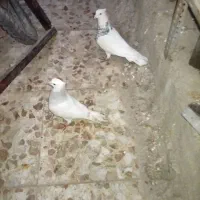 کبوتر طوقی|پرنده|خشت, |دیوار