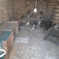 کبوتر|پرنده|گمیشان, |دیوار