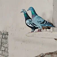 گپ کفتر بازای خراسان