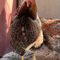 ویاندوت ویاندوت بلورد|حیوانات مزرعه|تهران, امام خمینی|دیوار