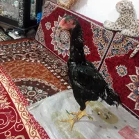 لاری اوشامو|حیوانات مزرعه|باسمنج, |دیوار