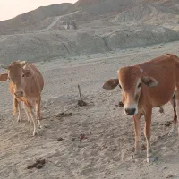 فروش گاو ماده و نر فوری