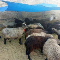 فروش شیشم ماده ابستن