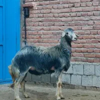 میش آبستن و قوچ