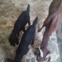 بز با شنک