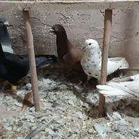 کبوتر|پرنده|نیشابور, مازول|دیوار