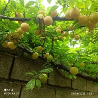 فروش باغچه مسکونی