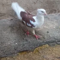 سه عدد کفتر سالم فروش فوری|پرنده|ملایر, |دیوار