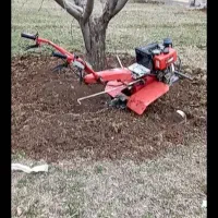 شیره نم کردن درختان