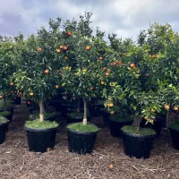 گیاهان اپارتمانی لوکس و مقاوم|گل و گیاه طبیعی|کن, |دیوار