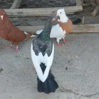 کفتر ماده|پرنده|تاکستان, |دیوار