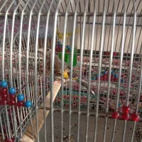 دو عدد سهره