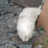 سگ پاکوتاه نر|سگ|املش, |دیوار