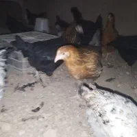 جوجه مرغ 5ماهه|حیوانات مزرعه|شاهینشهر, شهرک میلاد|دیوار