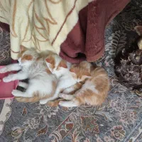 بچه گربه