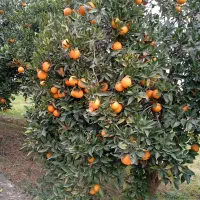 پرتغال|خوردنی و آشامیدنی|عباس‌آباد, |دیوار