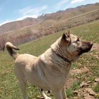 ماده سرابی گله ای