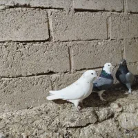 کبوتر کاشونی|پرنده|فرخشهر, |دیوار
