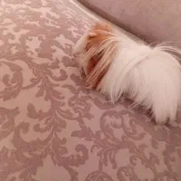 بچه خرگوش لوپ هلندی اصیل و خوکچه هندی فشن موبلند|موش و خرگوش|تهران, تهرانپارس شرقی|دیوار