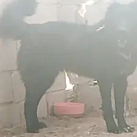 واگذاری سگ