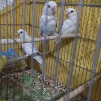 ۲عدد کوتوله برزیلی نژاد اوپال