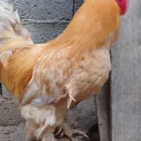 تعدادی مرغ و خروس و جوجه برهما|حیوانات مزرعه|طارم, |دیوار