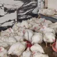 مرغ 109000 به قیمت تعاونی|حیوانات مزرعه|کوهدشت, |دیوار