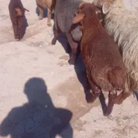 میش داشتی|حیوانات مزرعه|اسفراین, |دیوار