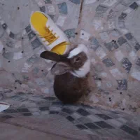 دوعدد خرگوش|موش و خرگوش|تبریز, |دیوار