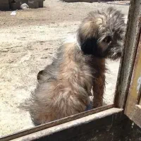سگ پاکوتاه