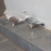 یک جفت کبوترموشی بلژیکی سین فر