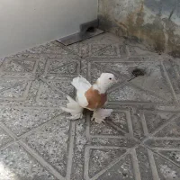 ماده طوقی کاکل پاپر بلند