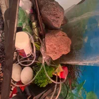 آکواریوم شیشه خم با تمام وسایل مورد نیاز و پایه|ماهی|کرج, باغستان|دیوار