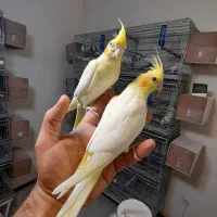 جوجه عروس هلندی|پرنده|پردیس, فاز ۱۱|دیوار